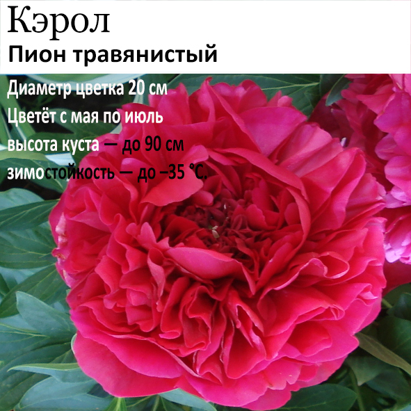 Пион Кэрол