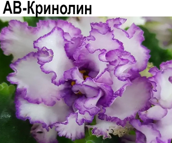 АВ-Кринолин