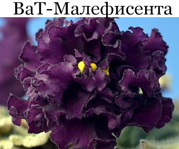 ВаТ-Малифисента (Валькова)