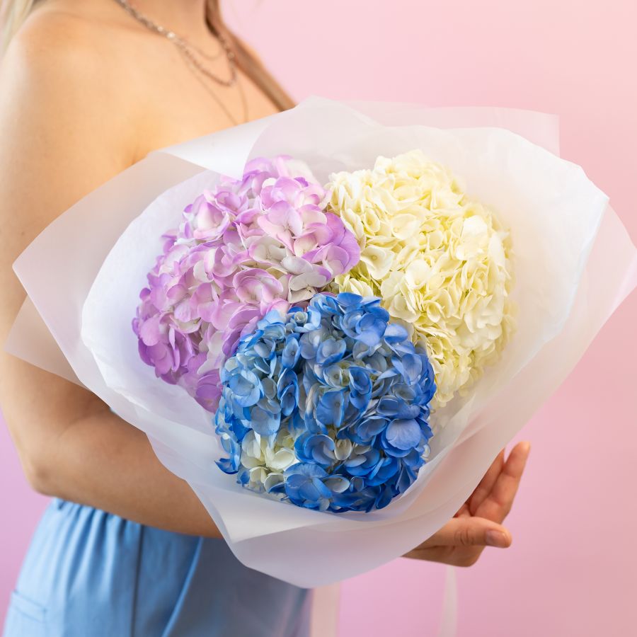 Гортензия 3 шт