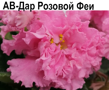 АВ-Дар Розовой Феи  НОВИНКА КАТАЛОГА!