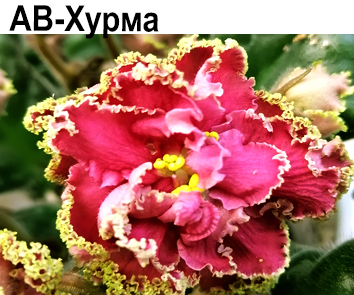 АВ-Хурма