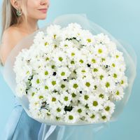 Хризантема (сорт Бакарди) от 5 шт