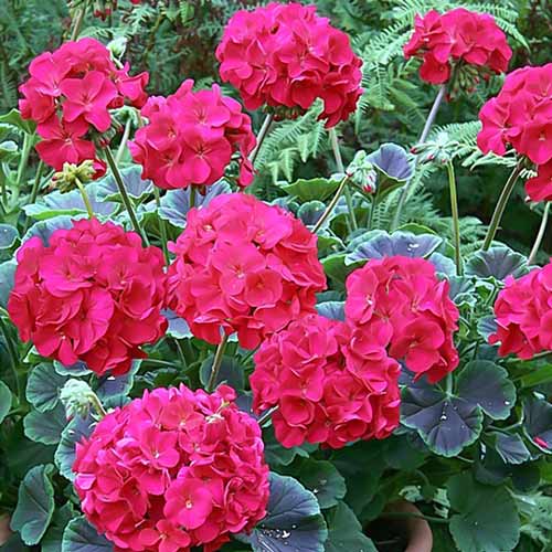 Пеларгония зональная (Pelargonium hortorum F1) BullsEye Cherry, 10 семян