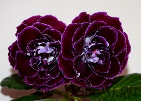 ЕН-Лиловый Вельвет (сел.Е.Николаева) Новинка 2024!