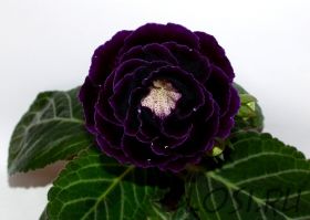 ЕН-Антрацит (сел.Е.Николаева)