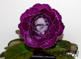 ЕН-Бегущая по Волнам (сел.Е.Николаева) Новинка 2025!