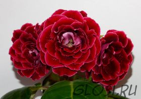 ЕН-Взвейтесь Кострами (сел.Е.Николаева) Новинка 2024!