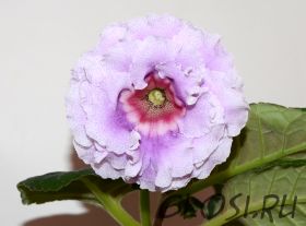 ЕН-Волшебная Страна (сел.Е.Николаева) Новинка 2024!