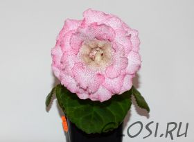 ЕН-Дар Весны (сел.Е.Николаева) Новинка 2025!