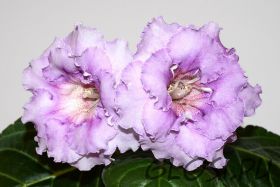 ЕН-Морозная Лаванда(сел.Е.Николаева)