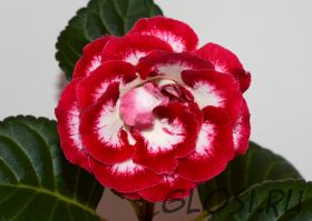 ЕН-Моя Богиня (сел.Е.Николаева) Новинка 2025!