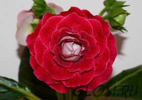 ЕН-Огненный Шторм (сел.Е.Николаева)