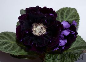 ЕН-Очи Черные (сел. Е.Николаева)