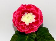 ЕН-Свет в Моем Сердце (сел.Е.Николаева) Новинка 2025!