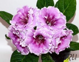 ЕН-Туман над Лавандовым Полем (сел.Е.Николаева)