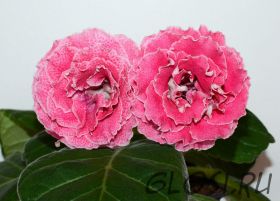 ЕН-Час Рассвета (сел.Е.Николаева) Новинка 2024!