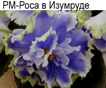 РМ-Роса в Изумруде (Скорнякова)