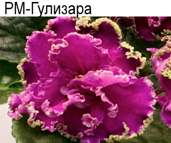 РМ-Гулизара (Скорнякова)  НОВИНКА