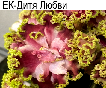 ЕК-Дитя Любви (Коршунова)  НОВИНКА КАТАЛОГА!