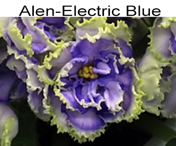 Alen-Electric Blue (Вольская А.)