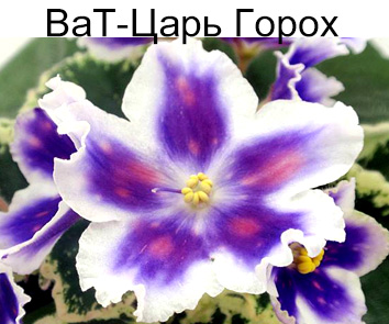 ВаТ-Царь Горох (Валькова)