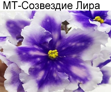 МТ-Созвездие Лира (Тотиева)