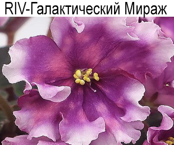 RIV-Галактический Мираж (Растегаева Ирина)  НОВИНКА КАТАЛОГА!