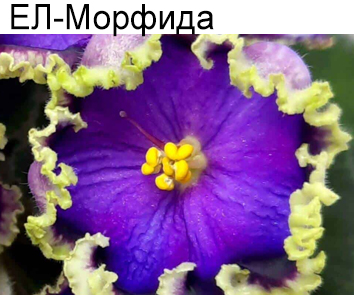 ЕЛ-Морфида  (Л.Еременко)   НОВИНКА
