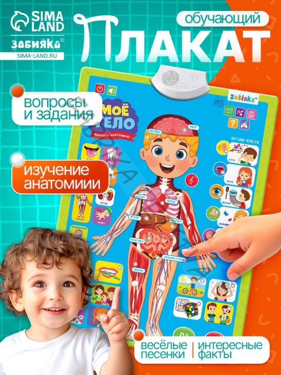 Обучающий плакат «Изучаем анатомию: Моё тело»