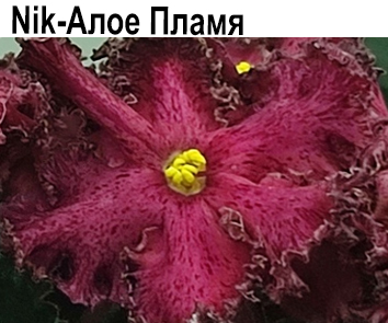 Nik-Алое Пламя (Н.Булко)