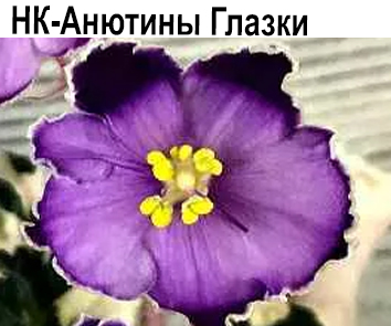 НК-Анютины Глазки (Козак)  НОВИНКА КАТАЛОГА!