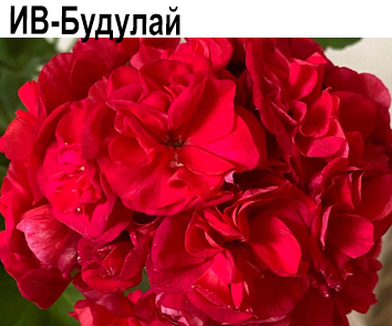 Пеларгония компактная густомахровая ИВ-Будулай  НОВИНКА КАТАЛОГА!