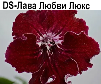 DS-Лава Любви люкс (Диметрис)