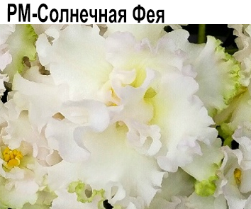 РМ-Солнечная Фея (Скорнякова)  НОВИНКА КАТАЛОГА!