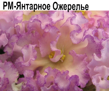 РМ-Янтарное Ожерелье (Скорнякова)  НОВИНКА КАТАЛОГА!