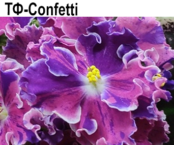ТФ-Confetti (Фурлетова)  НОВИНКА КАТАЛОГА!