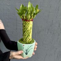 Лаки бамбук в керамическом горшке