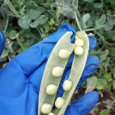 Горошек сахарный РАФИНАД