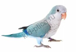 Калита монах (Myiopsitta monachus) синий