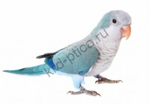 Калита монах (Myiopsitta monachus) синий