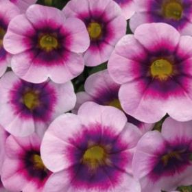 КАЛИБРАХОА FRESH AND FRUITY FROSEN BERRY (Я)