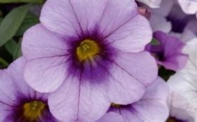 КАЛИБРАХОА FRESH AND FRUITY LAVANDULA CHEESECAKE (Я)