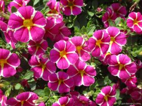 КАЛИБРАХОА MINIFAMOUS RAVE PINK 16 (Я)