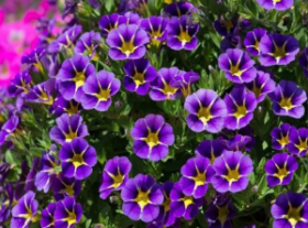 КАЛИБРАХОА MINIFAMOUS RAVE VIOLET (Я)