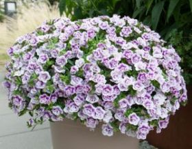 КАЛИБРАХОА MINIFAMOUS UNO DOUBLE LAVTASTIC (Я)