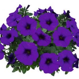 КАЛИБРАХОА+ПЕТУНИЯ THE POWER SISTERS BANDIT BETTY (Я)