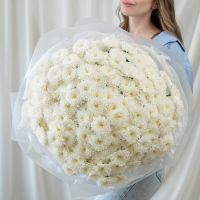 35 белых хризантем (сорт Алтай)