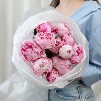 11 пионов (сорт Сара Бернард)
