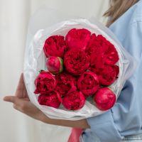 11 красных пионов